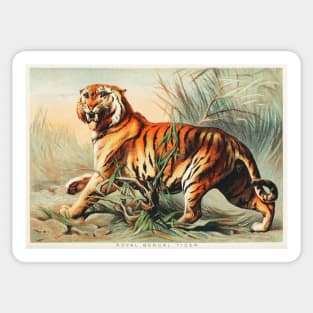 Royal Bengal Tiger (1880) Sticker